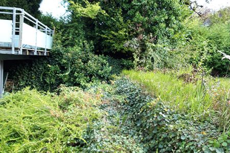 verwilderter_garten.jpg